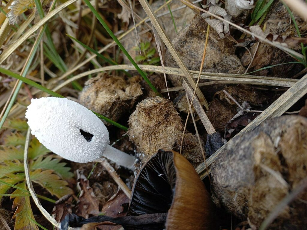 Coprinopsis nivea · May 2023 · photo: © ariadnat (iNaturalist, cc-by)