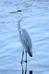 Ardea cinerea