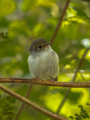 Petroica macrocephala toitoi