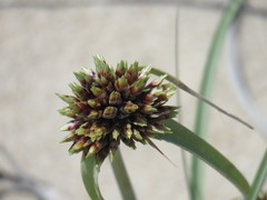 Cyperus capitatus