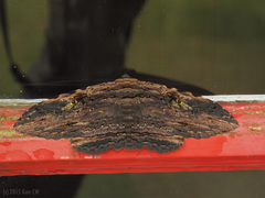 Anisoneura aluco