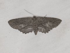 Aethaloida packardaria