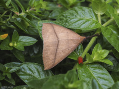 Marapana