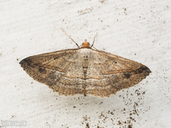 Nadagara synocha