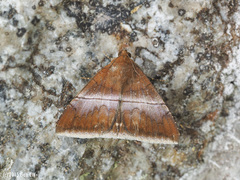 Parallelia calefaciens