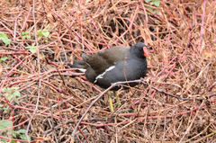 Gallinula chloropus