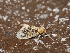 Medama megerata