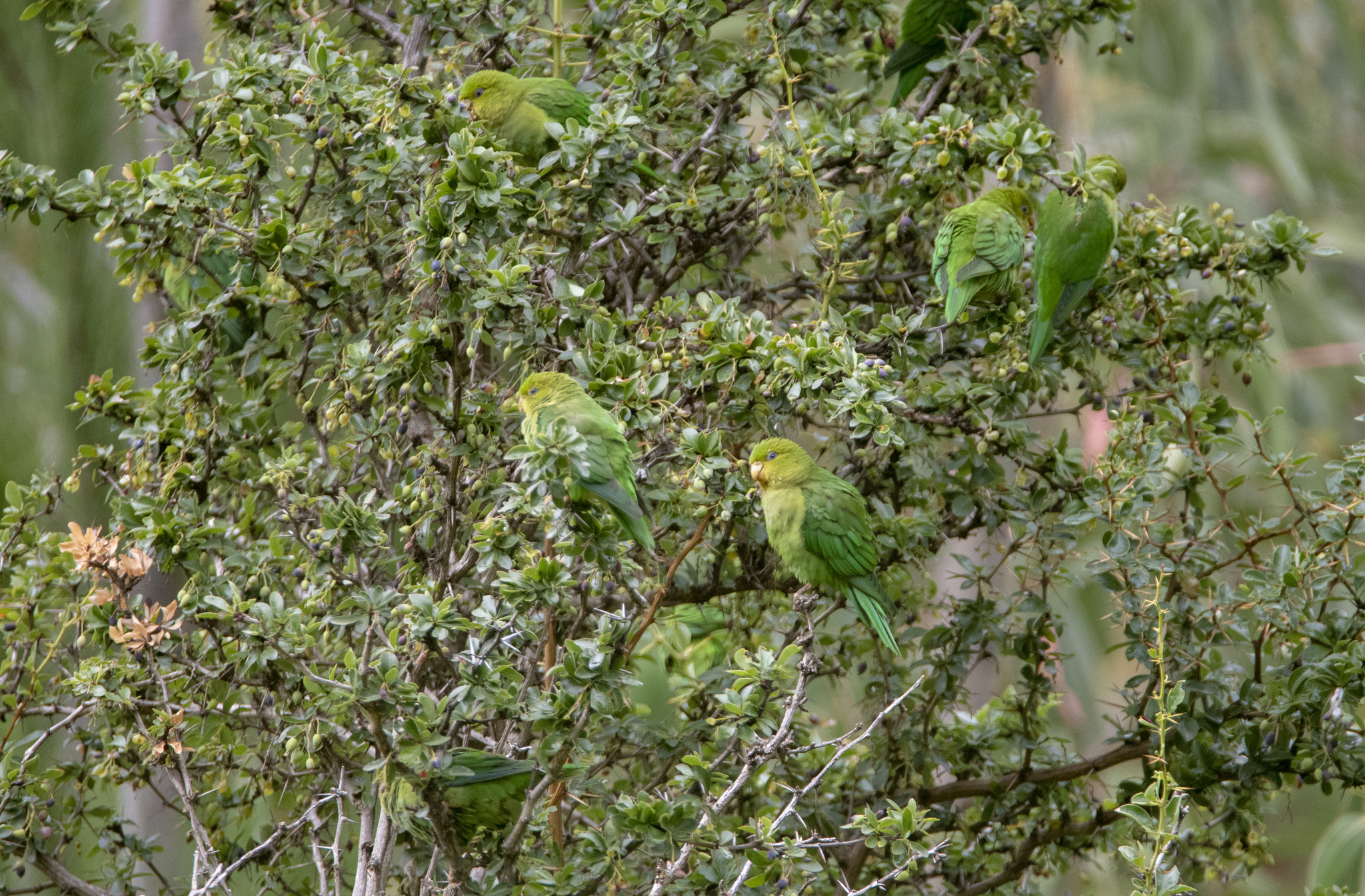 Andean Parakeet (Bolborhynchus orbygnesius), photo 5