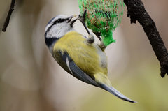 Cyanistes caeruleus