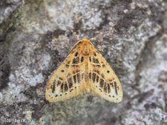 Medama megerata