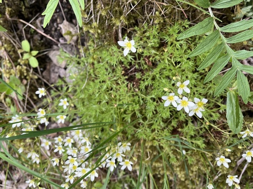 Saxifraga rosacea (Saxifraga rosacea)