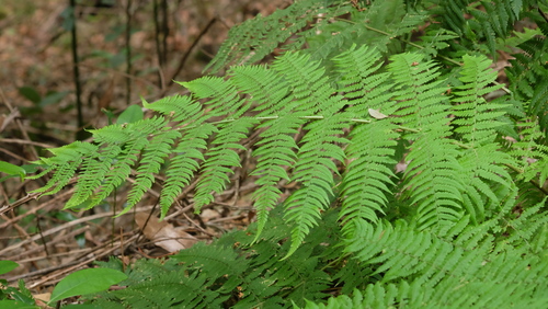 Dryopteris oligodonta image