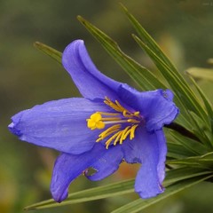 Vellozia compacta