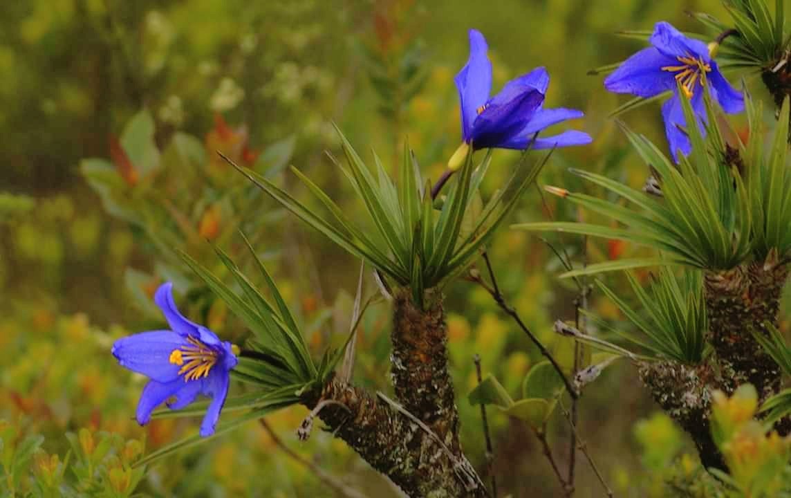 Velloziaceae