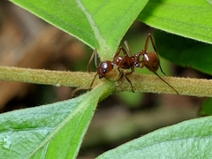 Megalomyrmex leoninus