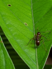 Megalomyrmex leoninus