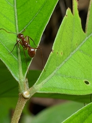 Megalomyrmex leoninus