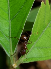 Megalomyrmex leoninus