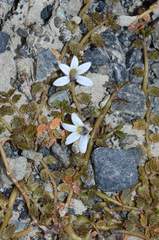 Lobelia perpusilla