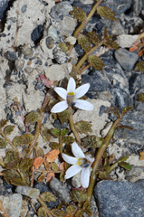 Lobelia perpusilla
