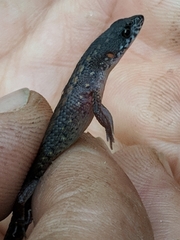 Loxopholis parietalis