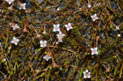 Crassula sinclairii