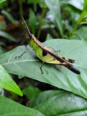 Xiphiola cyanoptera