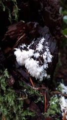 Mucronella bresadolae