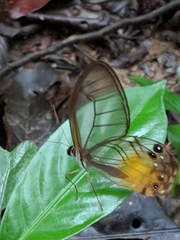 Haetera piera