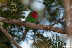 Red-Throated Parrotfinch photo 4