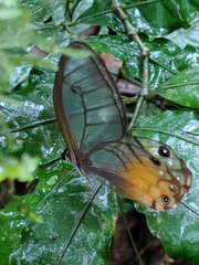 Haetera piera