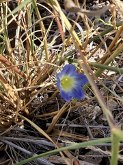 Ipomoea cardiophylla