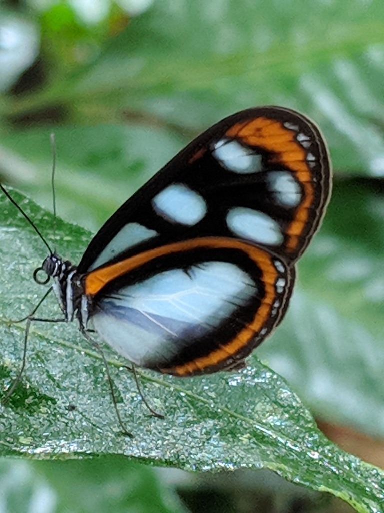 Oleria onega