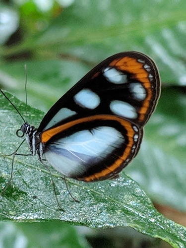 Oleria onega (Hewitson, 1852)