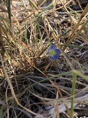 Ipomoea cardiophylla