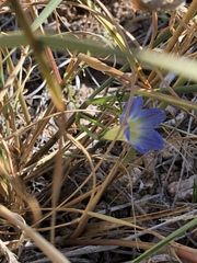 Ipomoea cardiophylla
