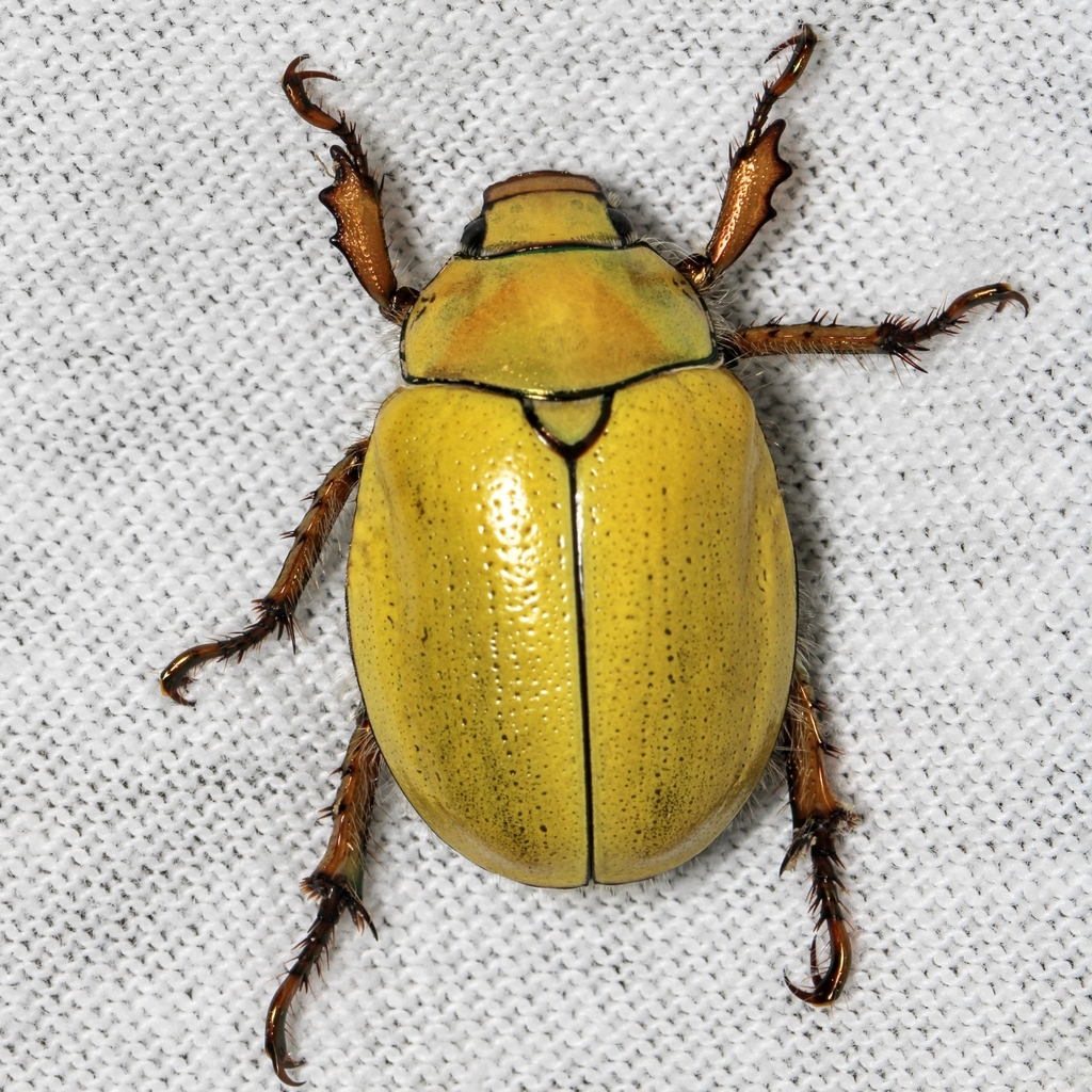 Goldsmith Beetle