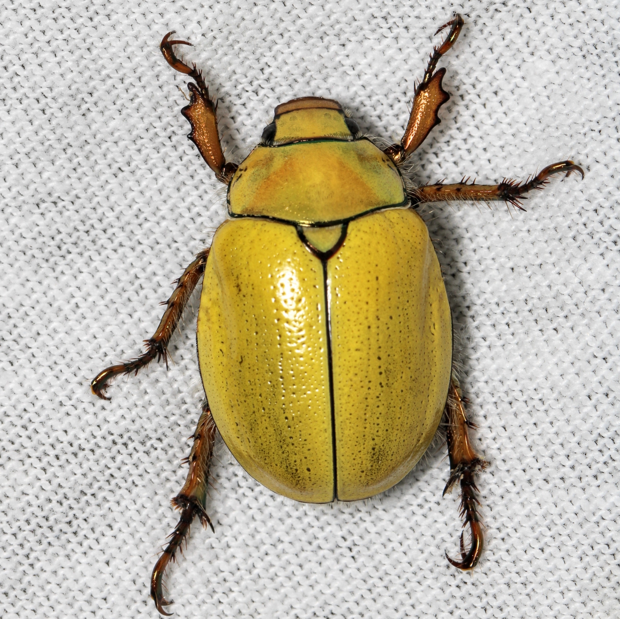 Goldsmith Beetle (Cotalpa lanigera) · iNaturalist