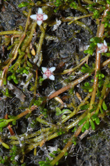 Crassula sinclairii