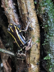 Ranitomeya variabilis