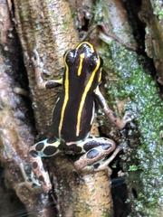 Ranitomeya variabilis