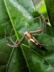 Tapinillus