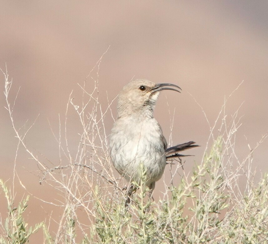 LeConte's Thrasher