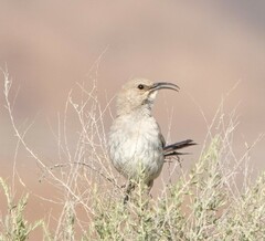 Leconte's Thrasher photo 3
