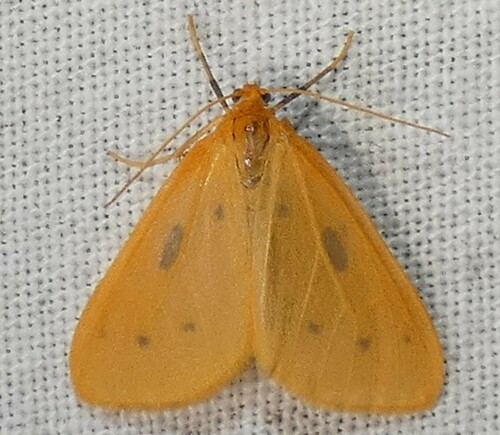 Little Beggar Moth photo 4