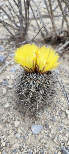 Coryphantha salinensis
