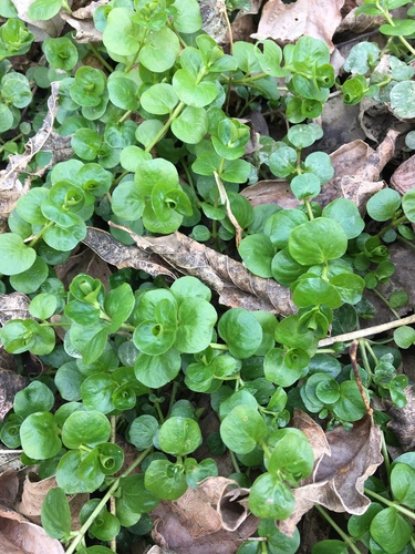 Lysimachia nummularia