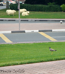 Vanellus indicus aigneri