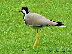 Vanellus indicus aigneri
