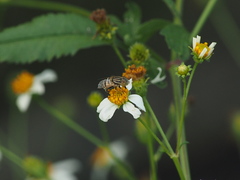 Eristalinus arvorum